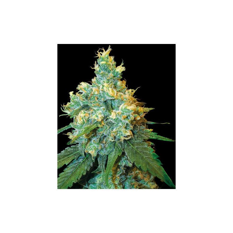 Jack Herer â  - 1